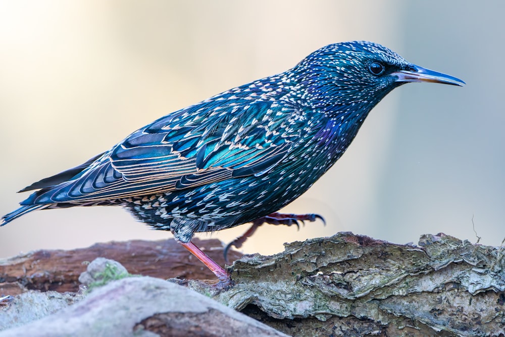 um pássaro azul em cima de um galho de árvore