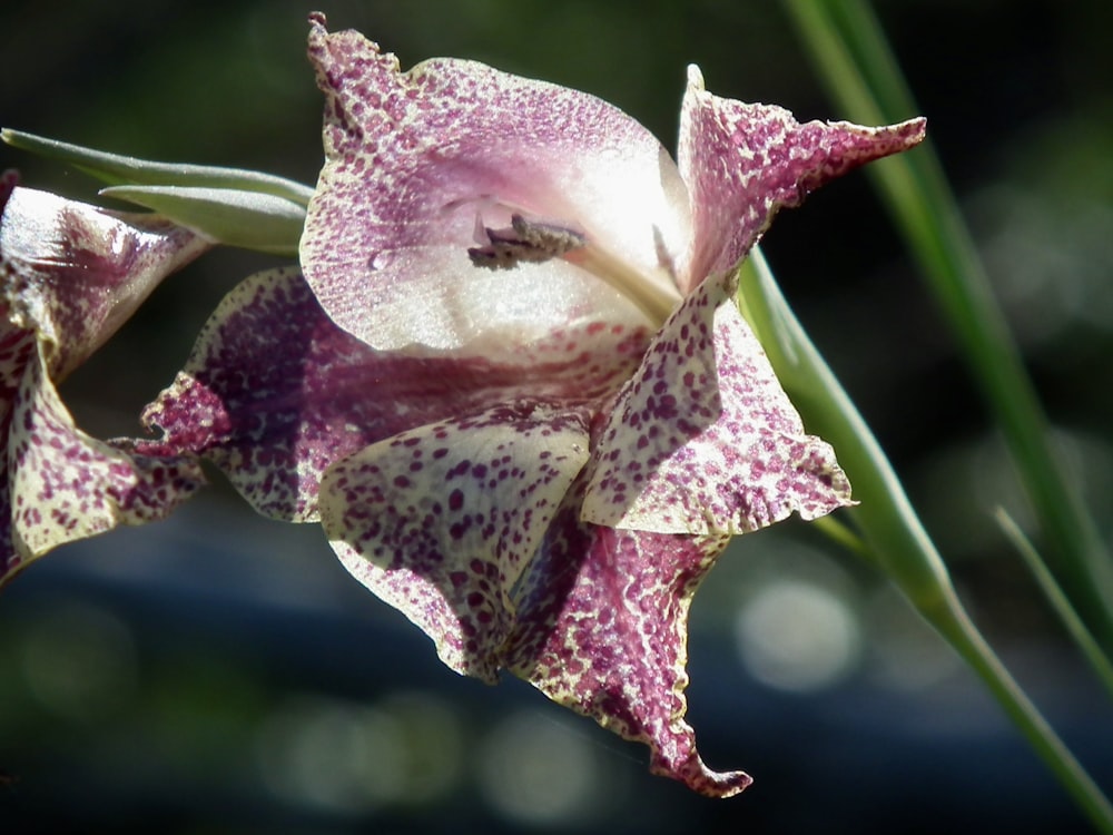 a close up of a flower with a blurry background