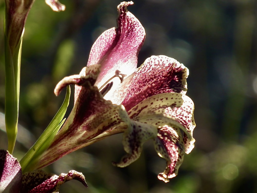 a close up of a flower with a blurry background