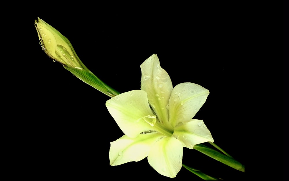 a yellow flower with water droplets on it