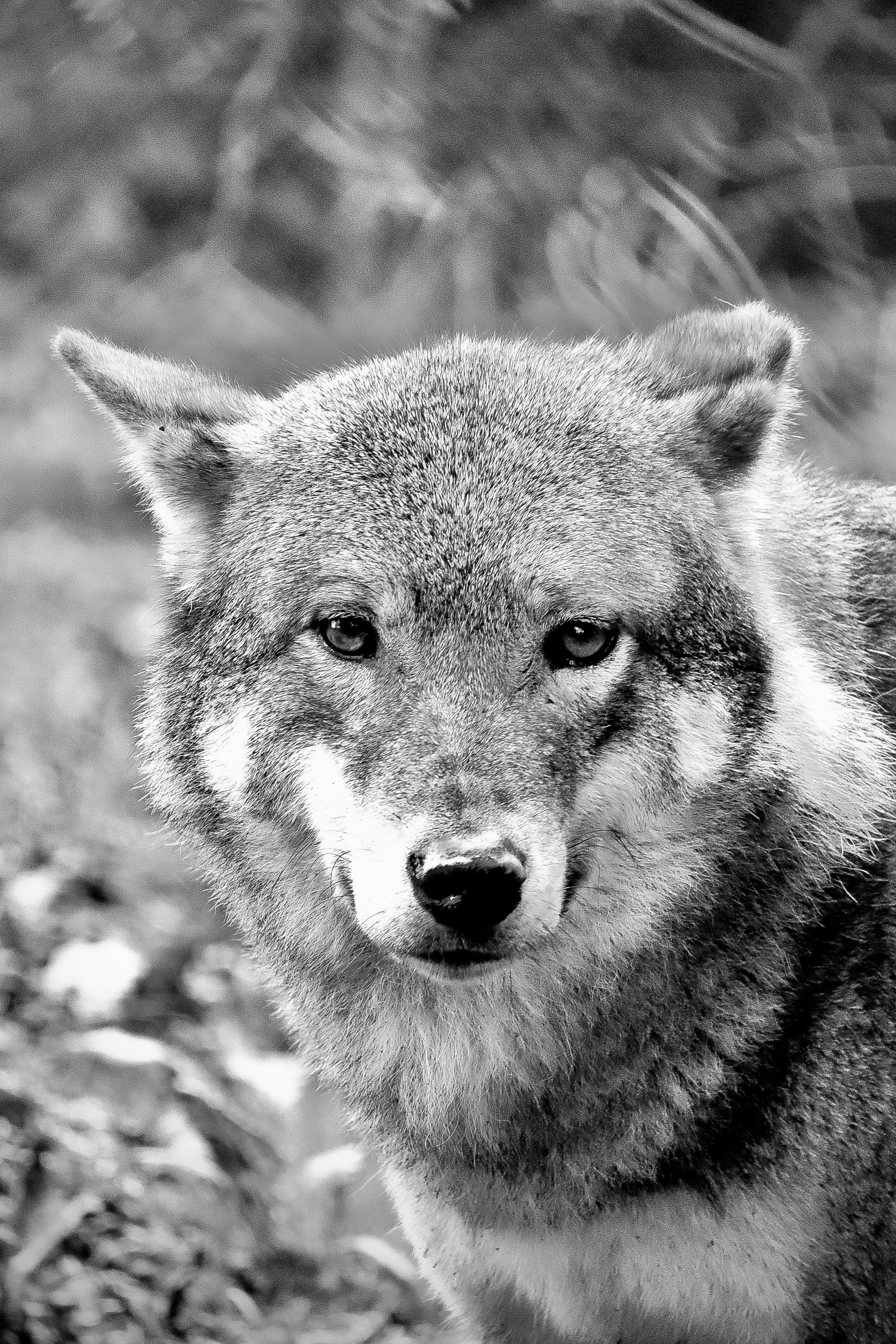 Photo by johnnygthorpe11