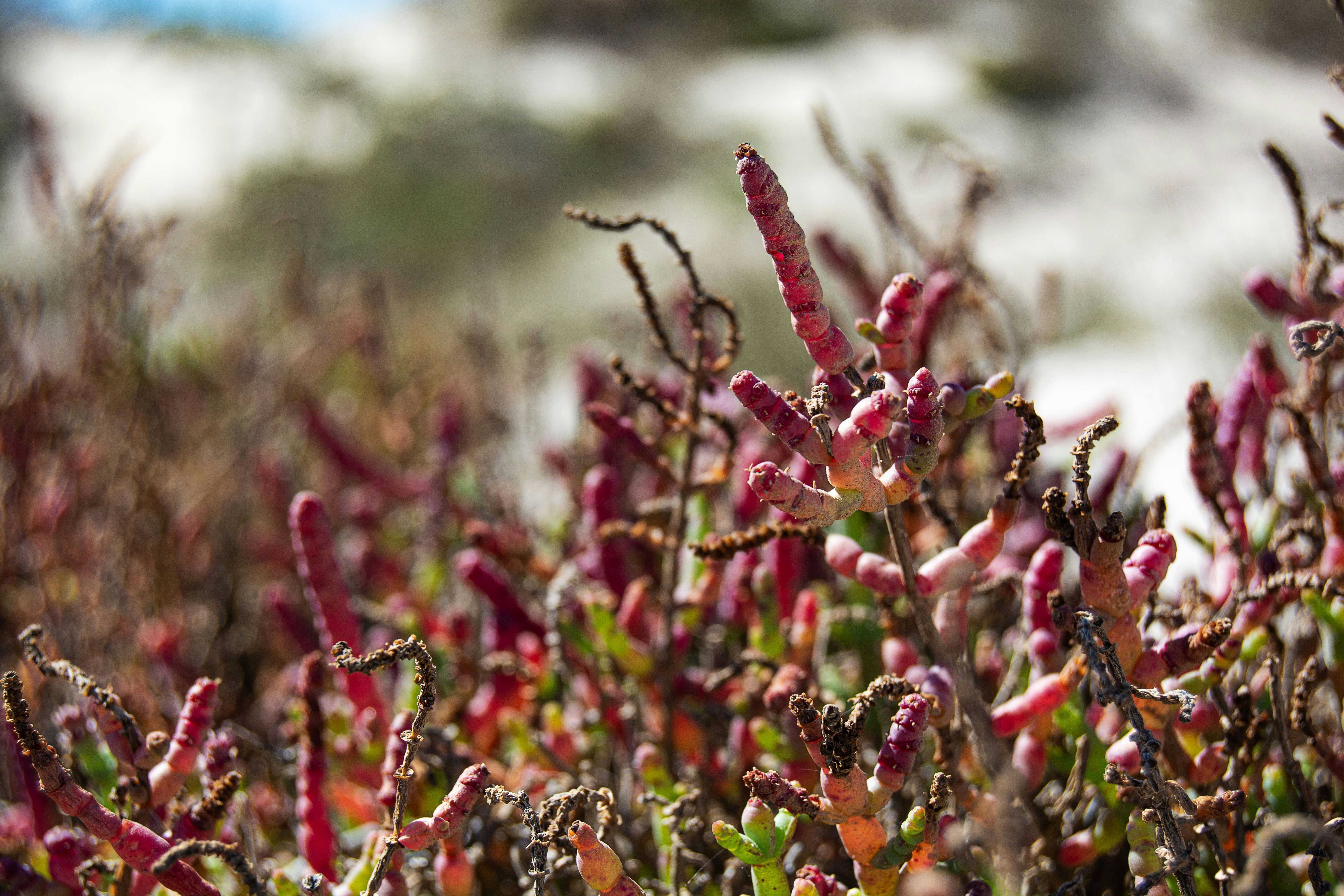 gros plan d’une plante à fleurs rouges