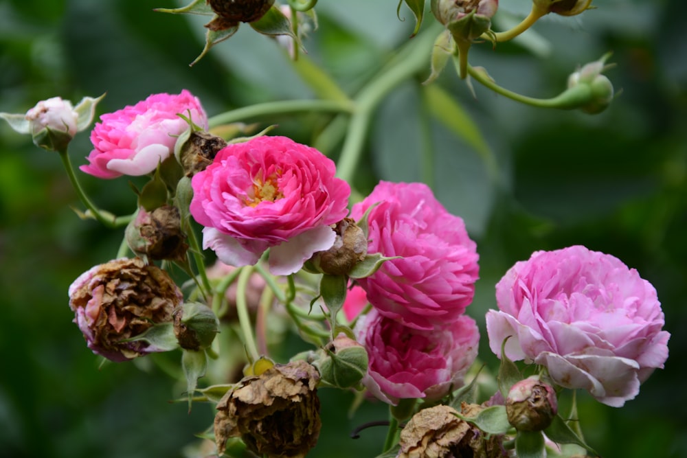 un bouquet de fleurs roses avec des feuilles vertes en arrière-plan