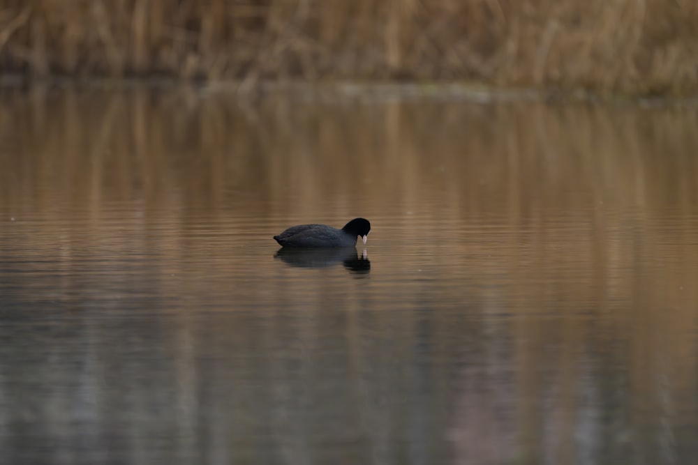 a duck floating on top of a body of water