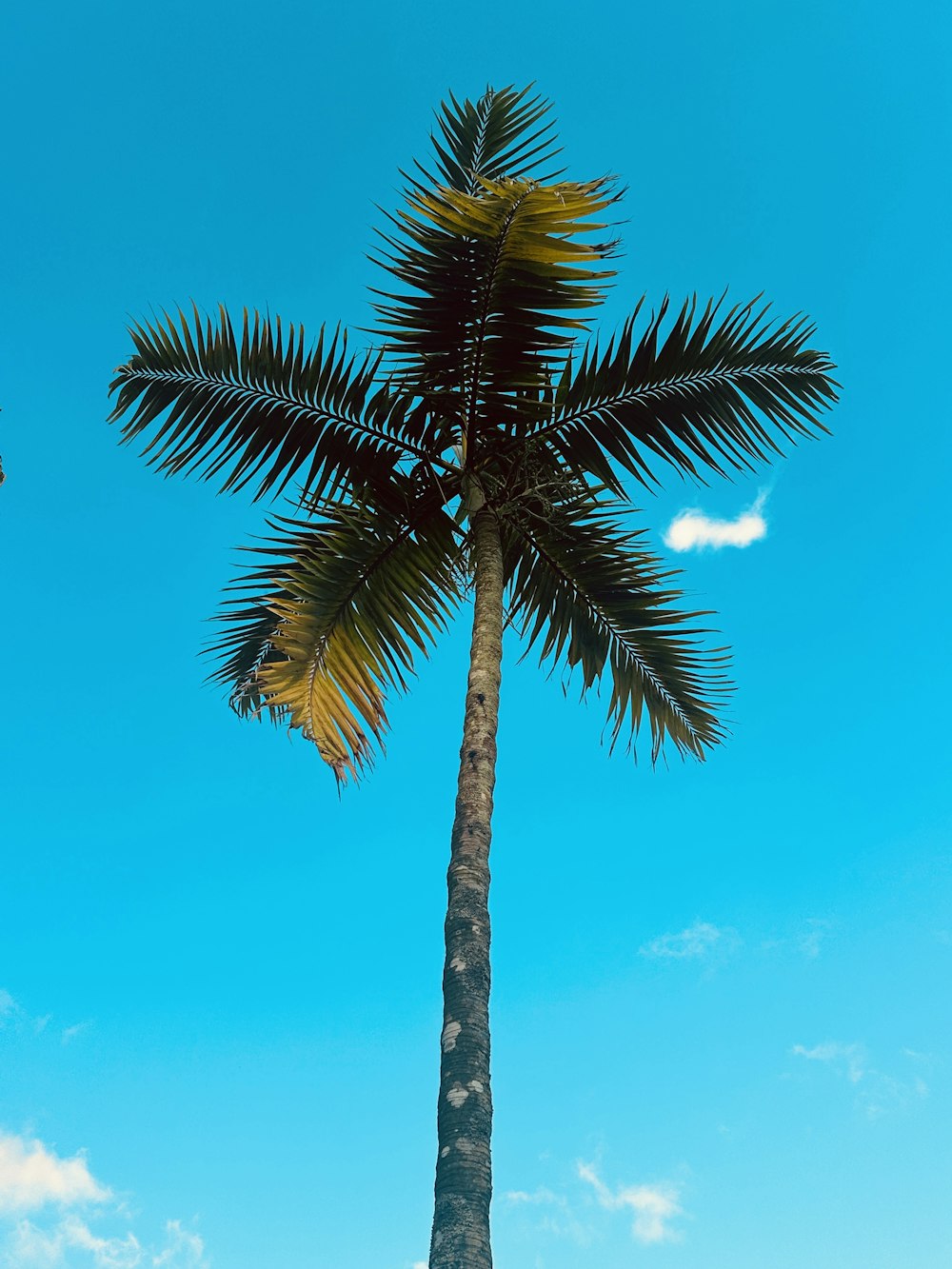 a palm tree with a blue sky in the background