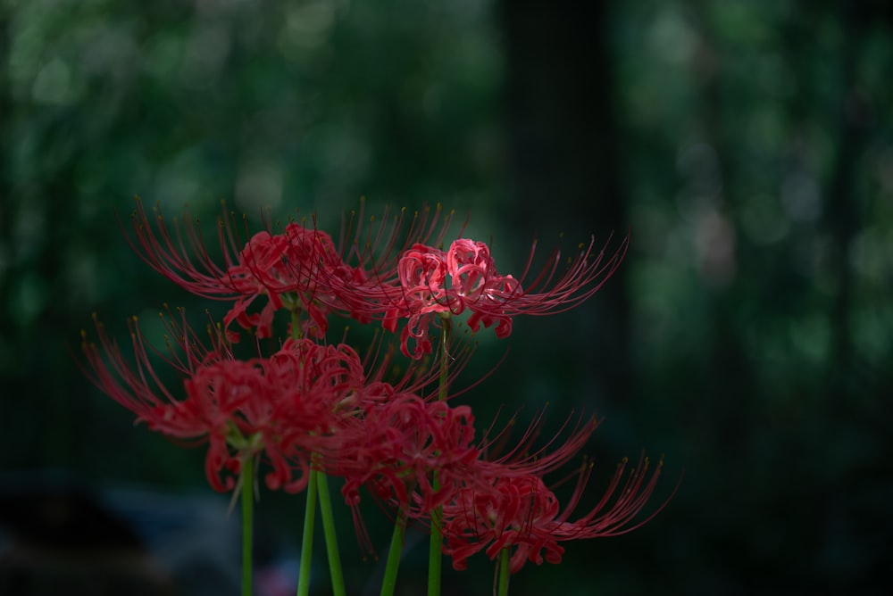 ein Strauß roter Blumen sitzt in einer Vase