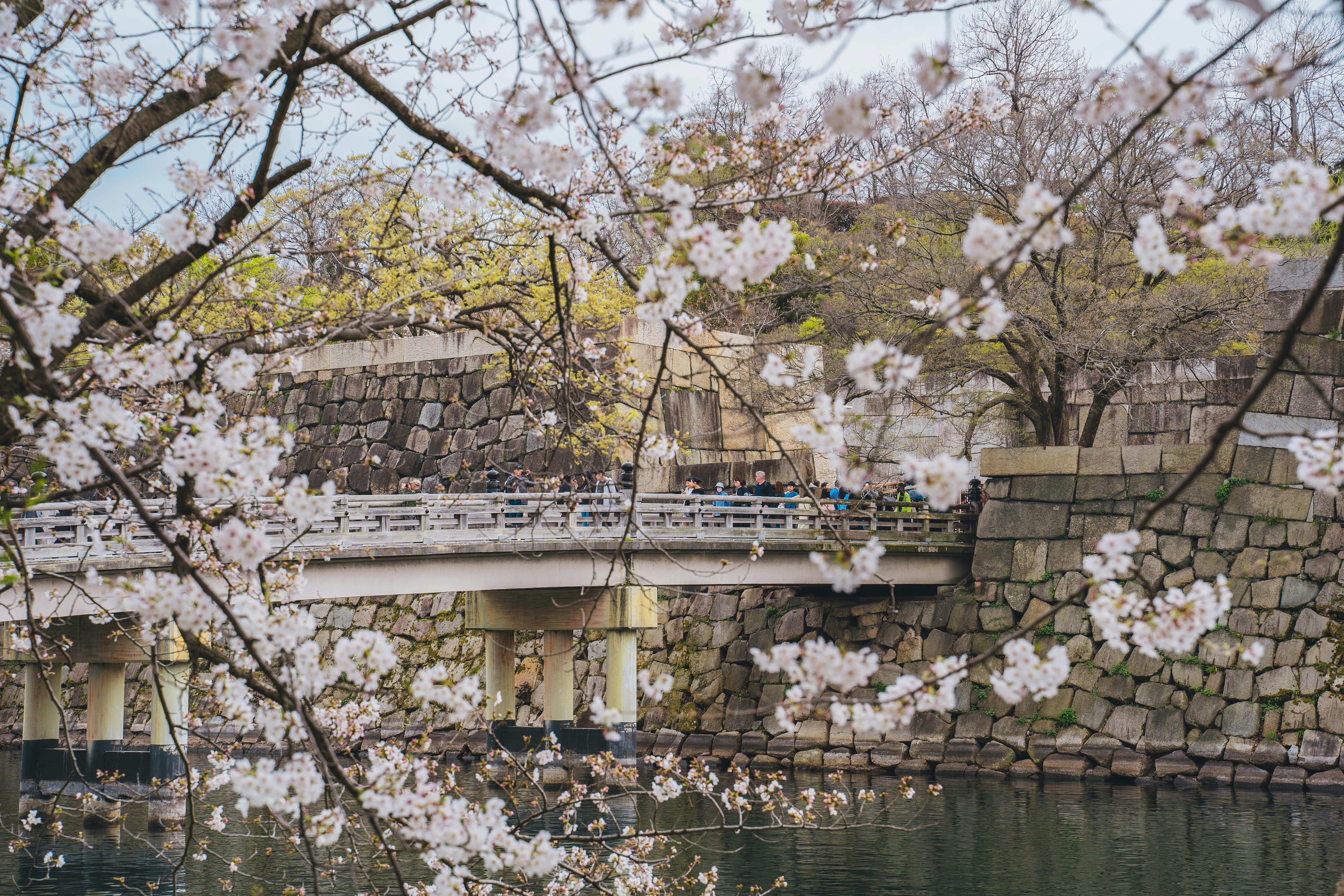 un puente sobre un cuerpo de agua rodeado de árboles