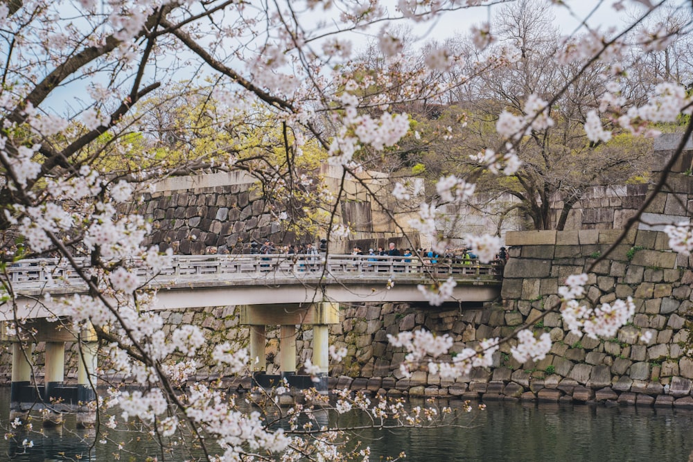 a bridge over a body of water surrounded by trees