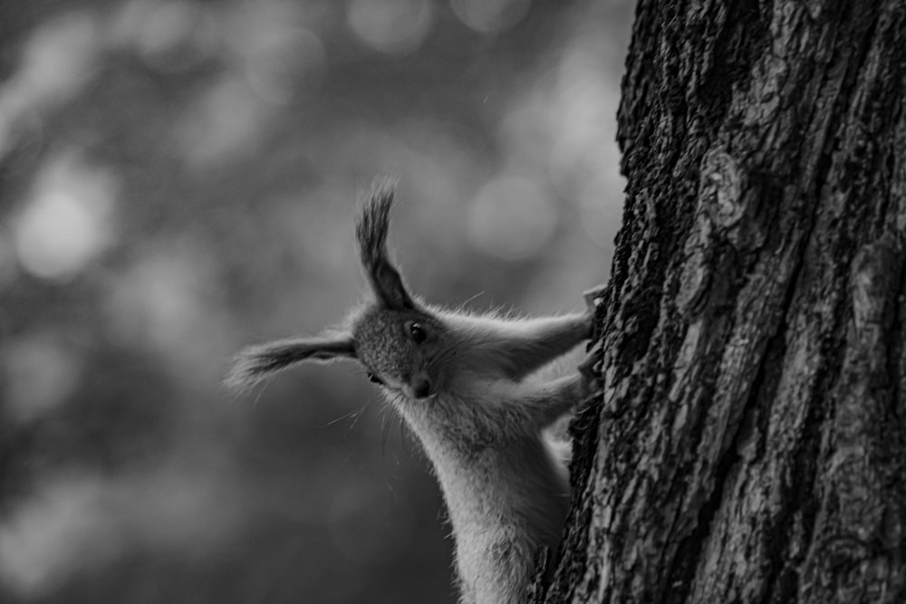 a small animal climbing up the side of a tree