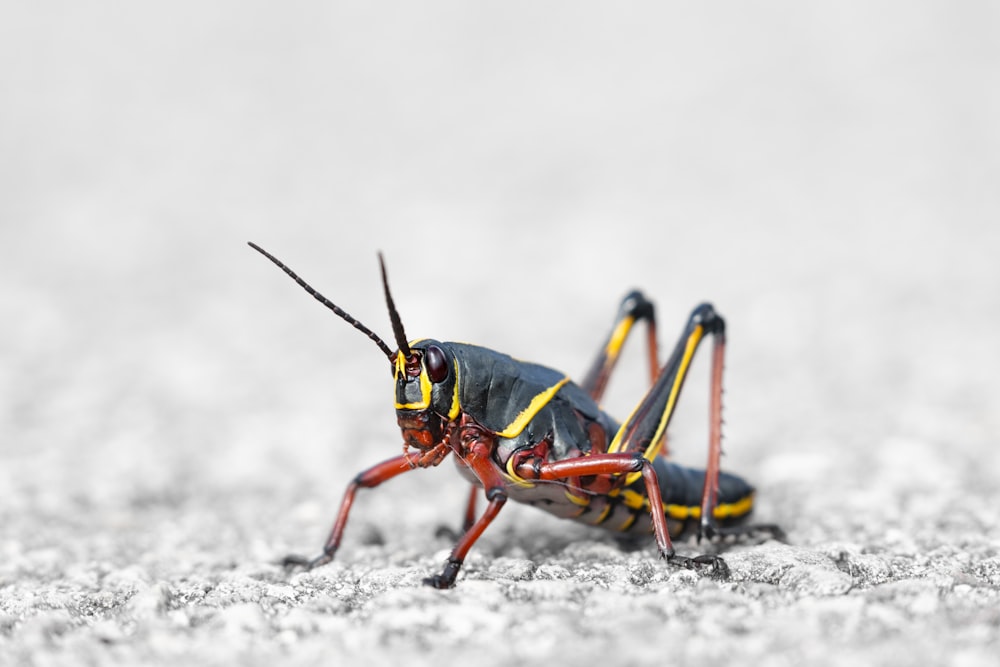 a close up of a bug on the ground