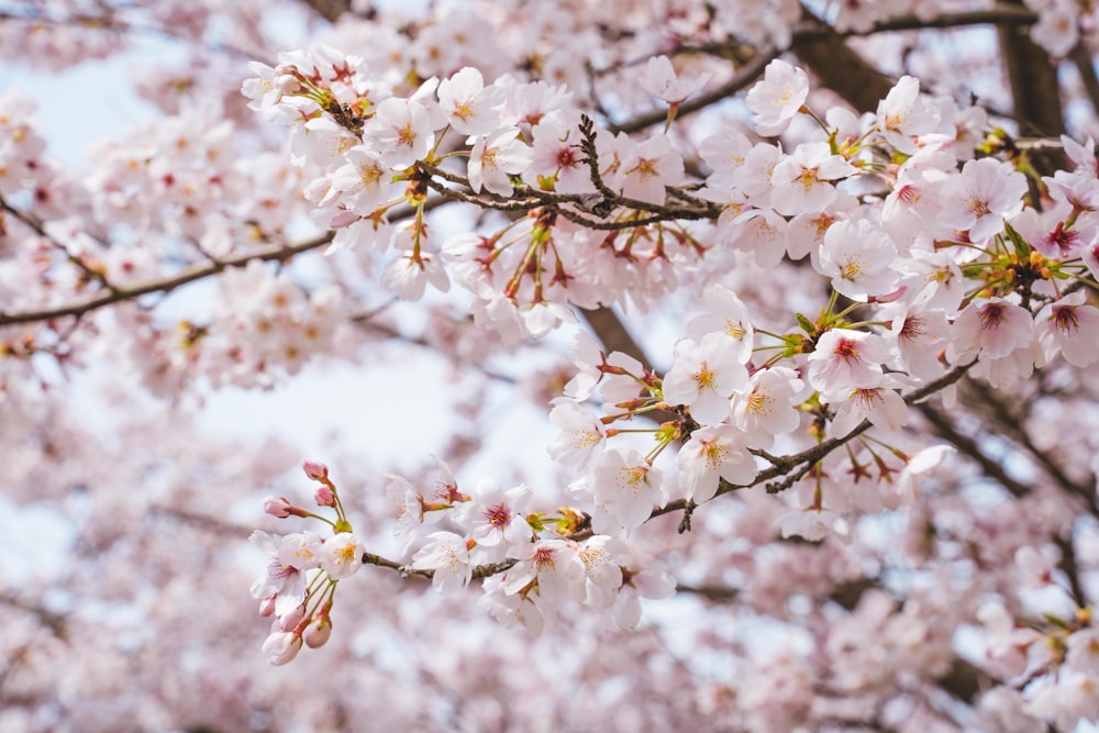 a tree with lots of pink flowers on it