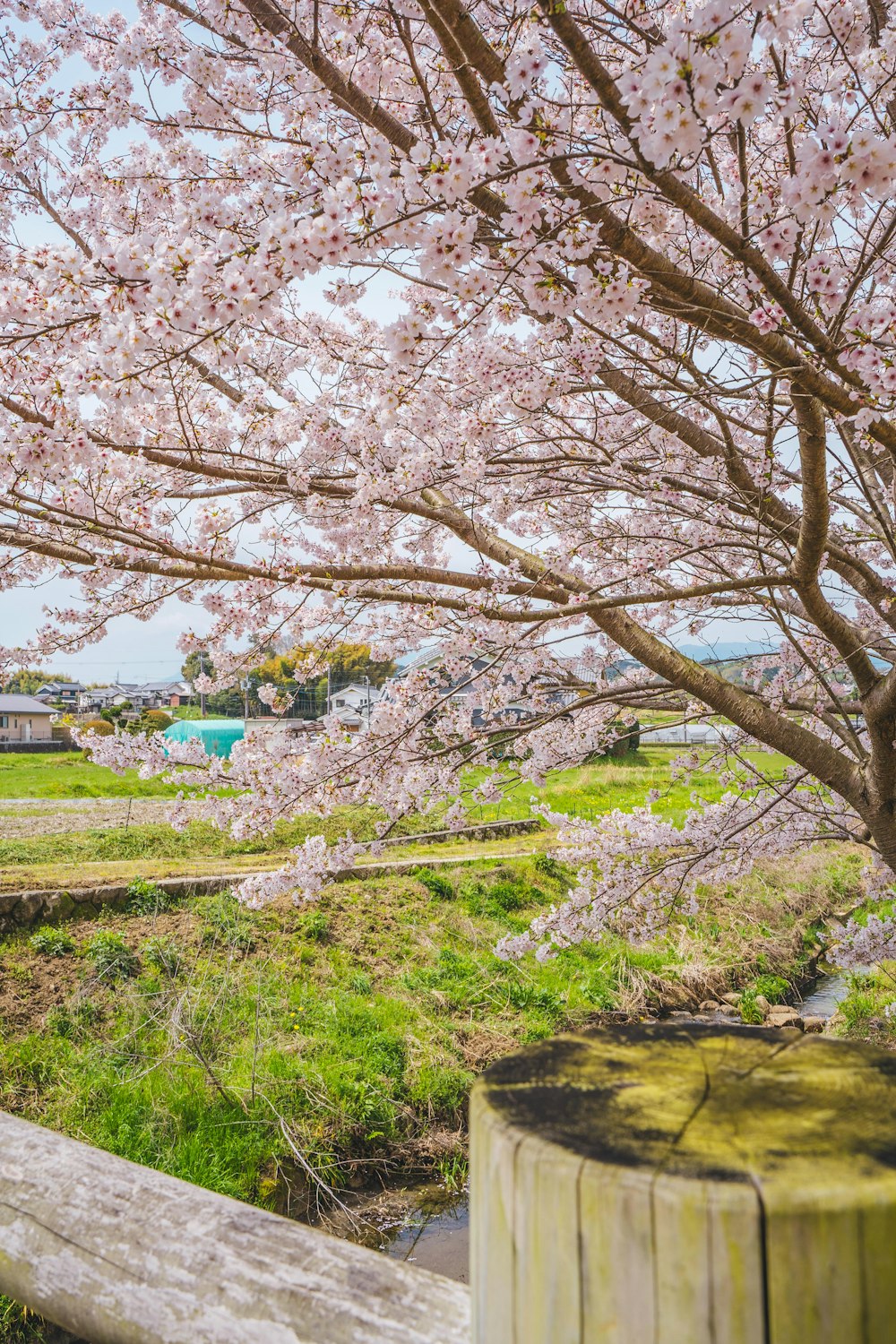 a tree with lots of pink flowers in a park