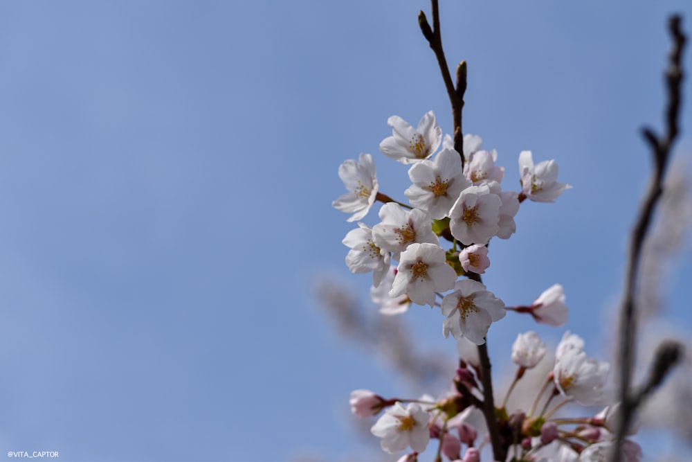 a branch with white flowers against a blue sky