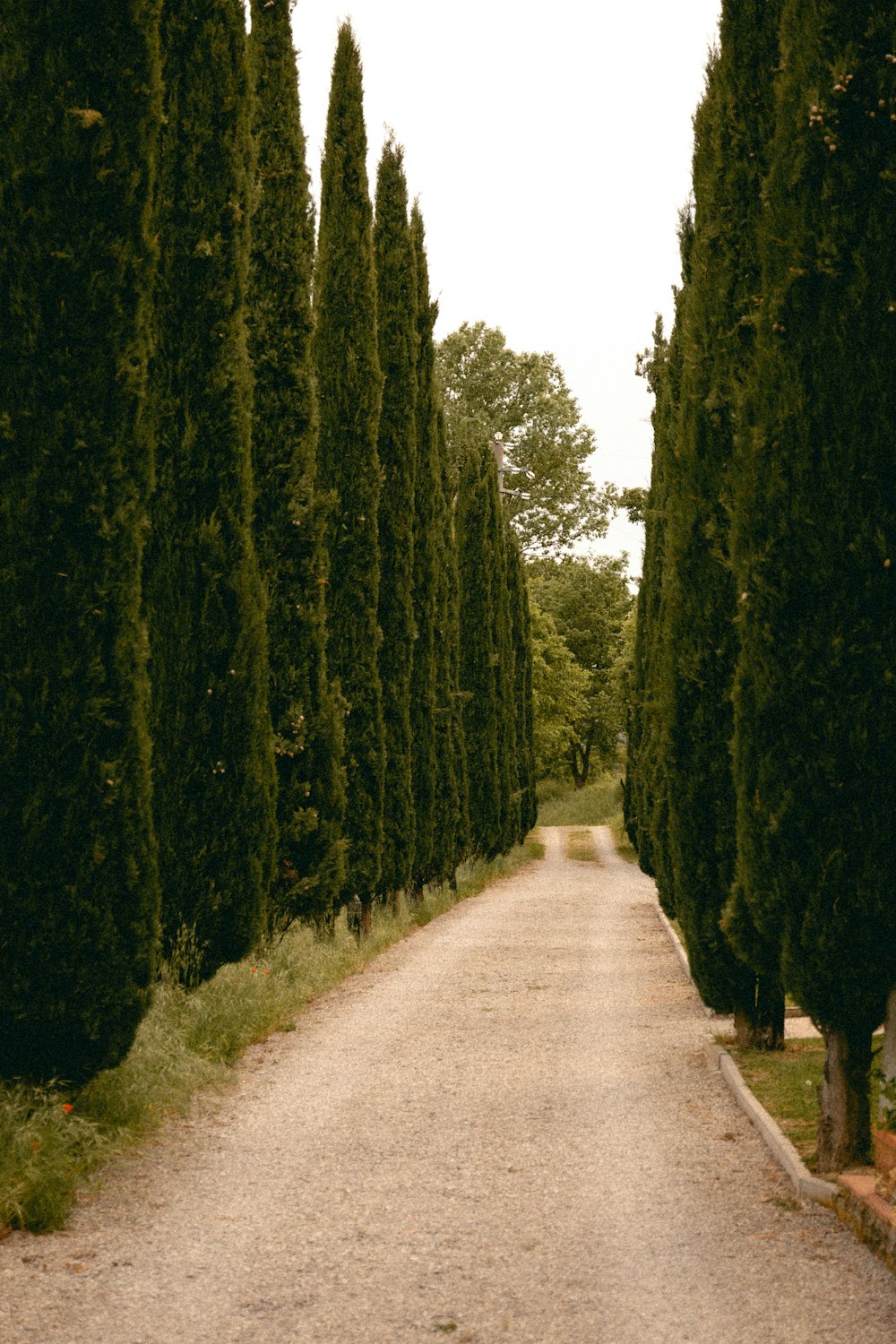 a dirt road lined with tall trees next to a forest