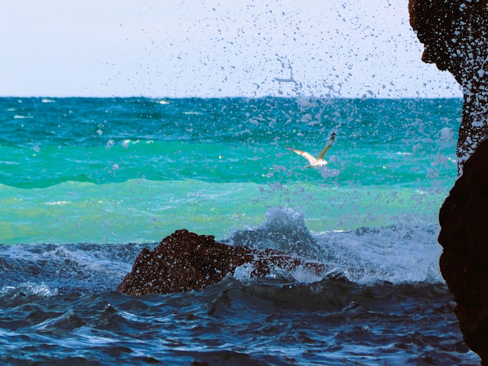 a bird flying over a body of water