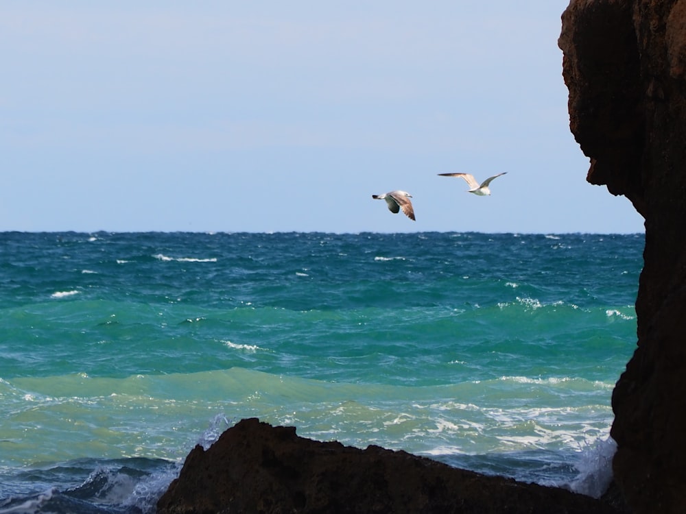 two seagulls flying over a body of water