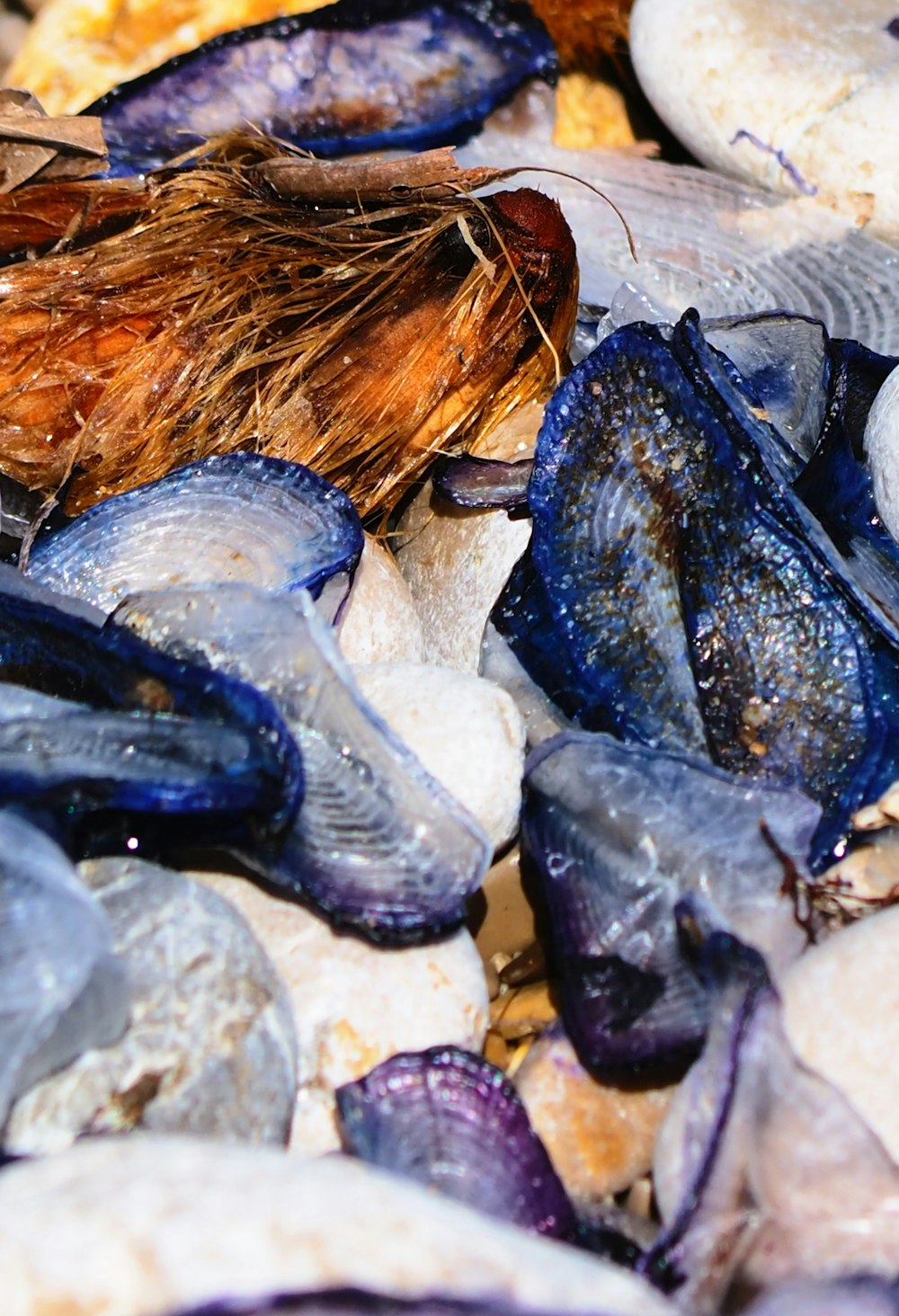 a close up of a bunch of shells on a beach