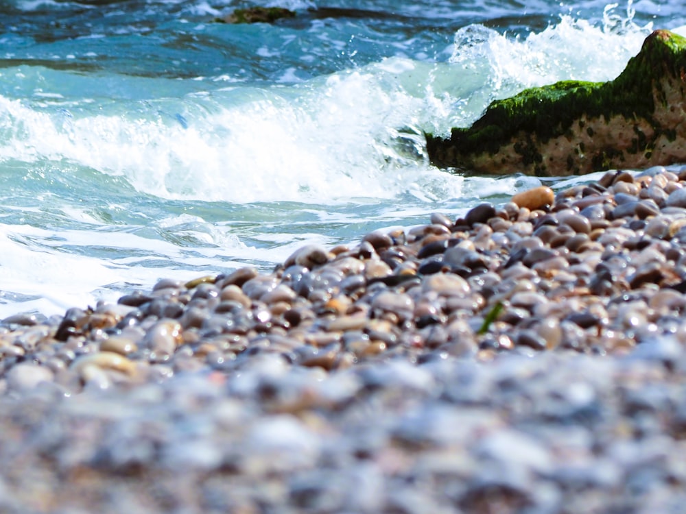 a close up of a bird on a pebble beach