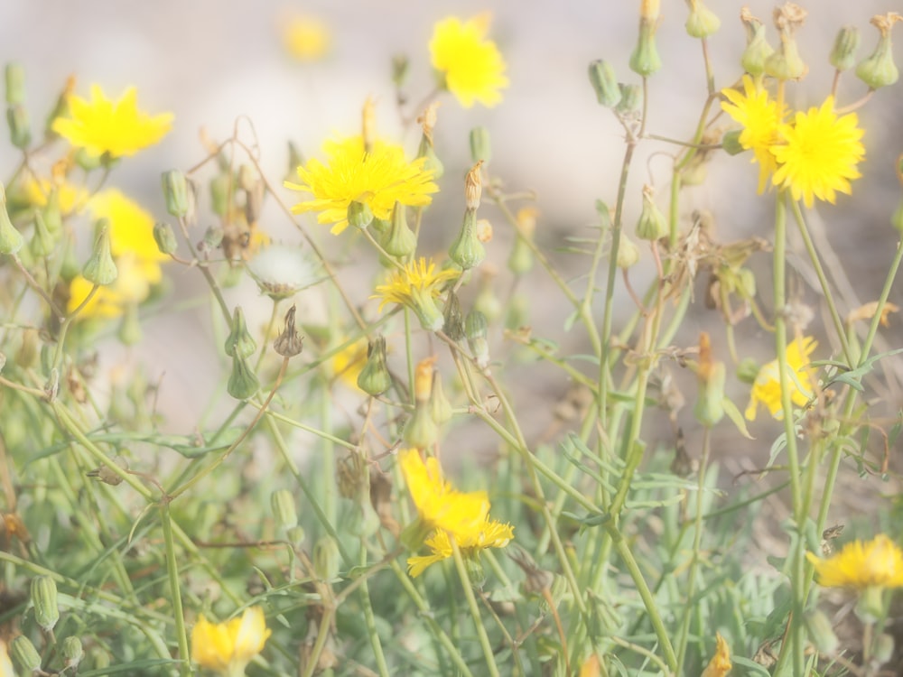 a bunch of yellow flowers in a field