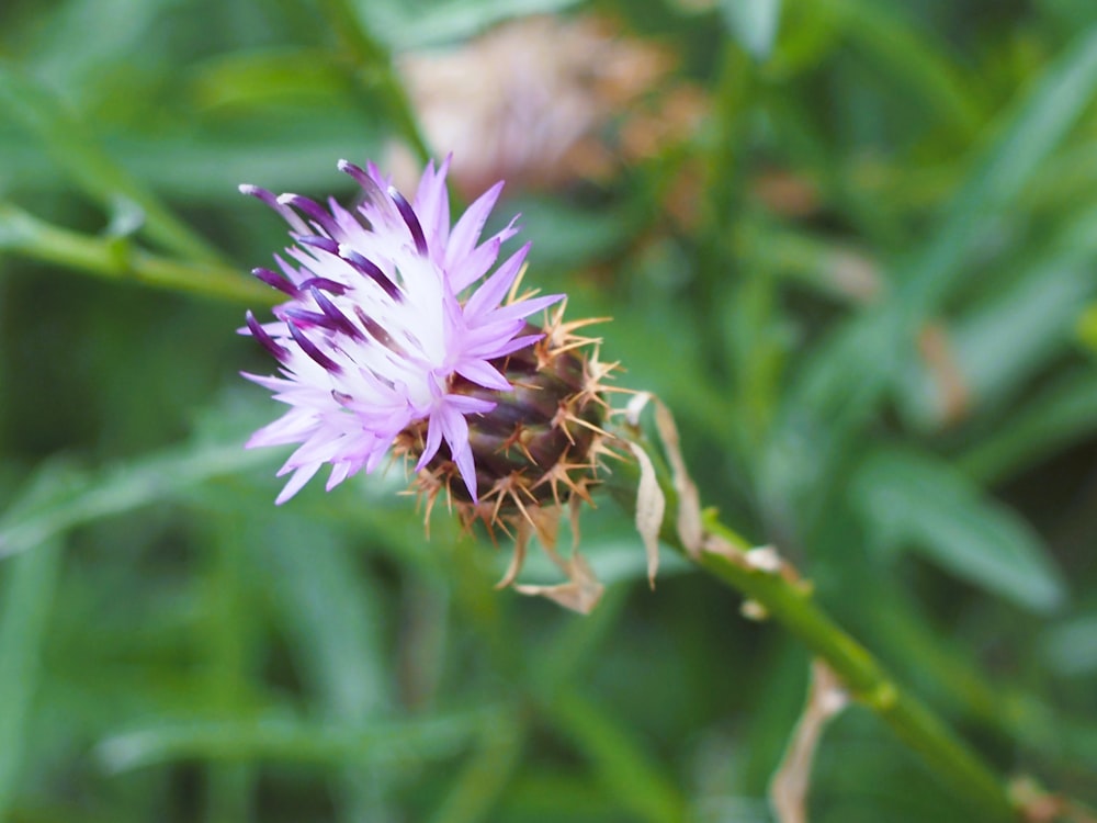 a close up of a purple flower in a field