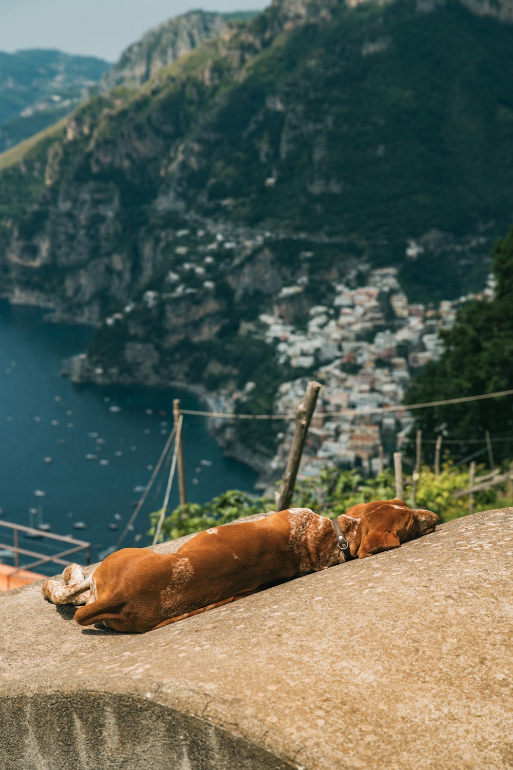 a brown dog laying on top of a stone wall