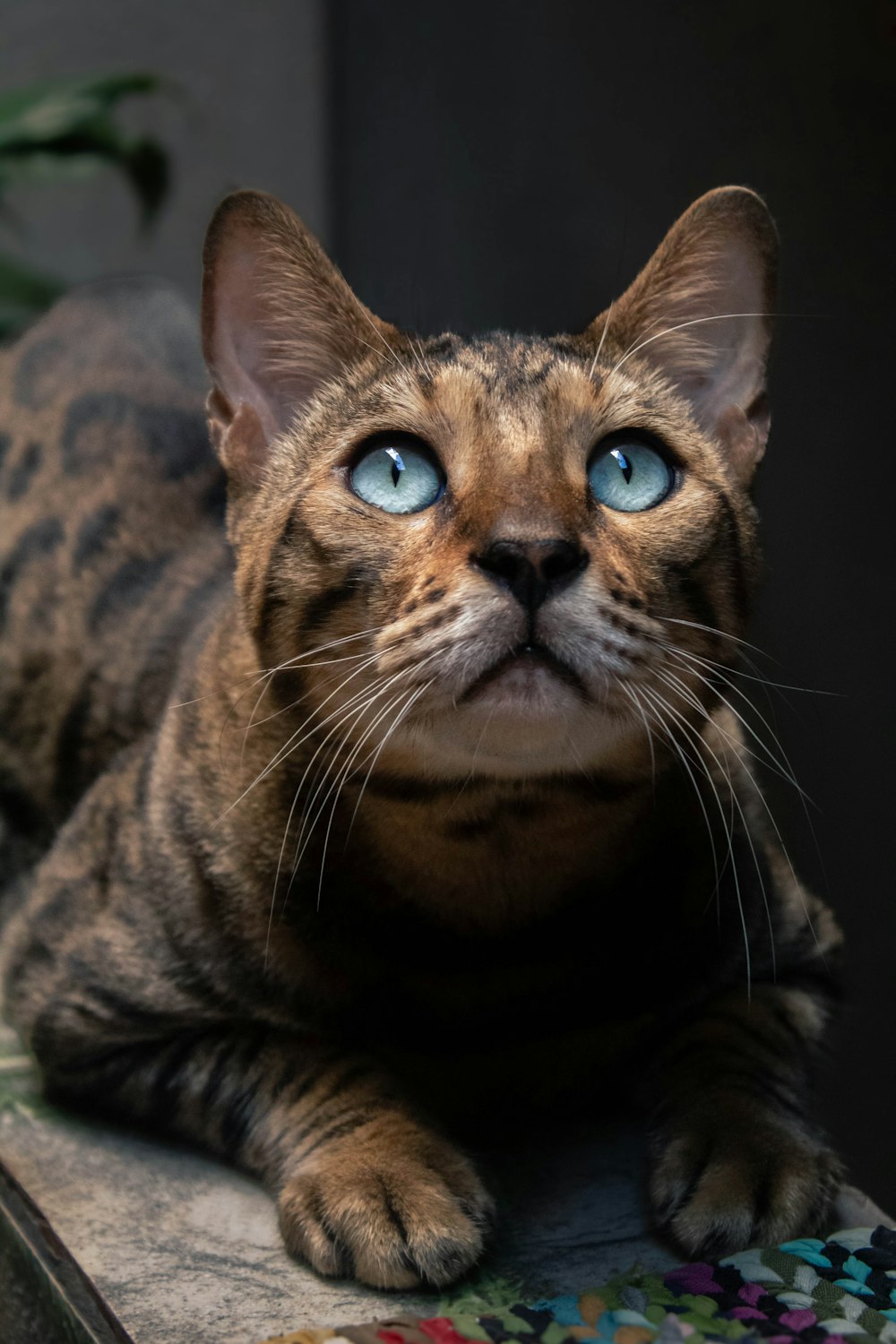 a cat with blue eyes laying on a table