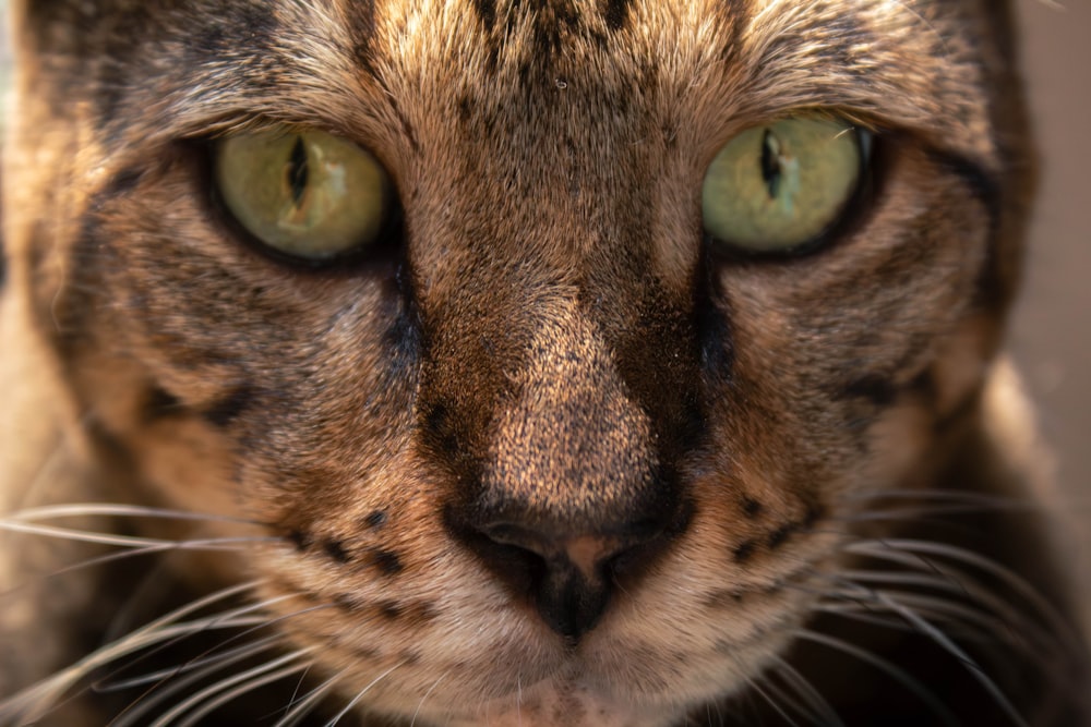 a close up of a cat with green eyes