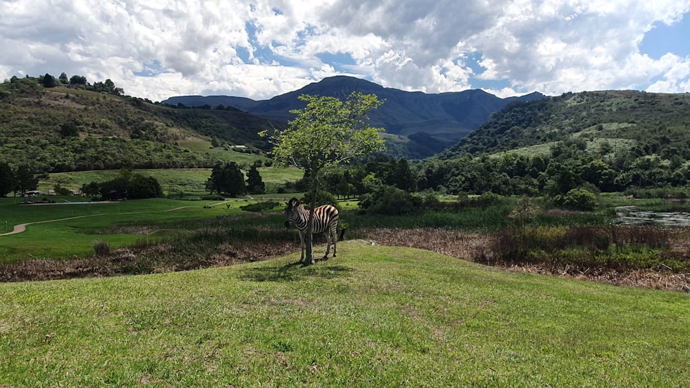 a zebra standing on top of a lush green field