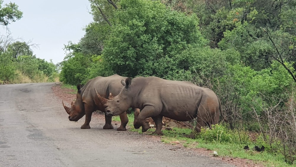 a couple of rhinos that are standing in the street