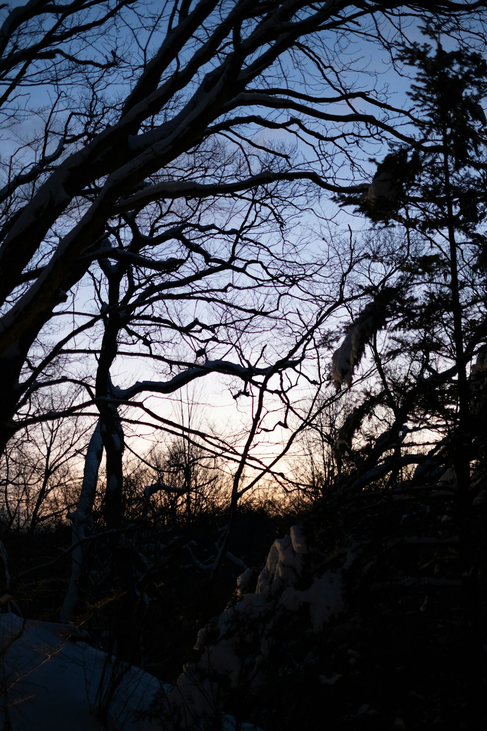 a view of the sky through the branches of a tree