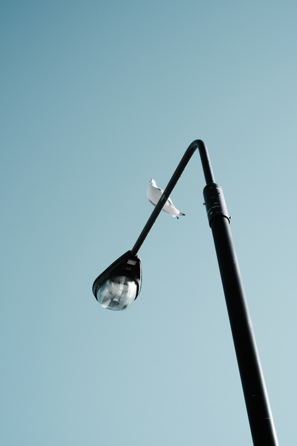 a street light with a bird sitting on top of it