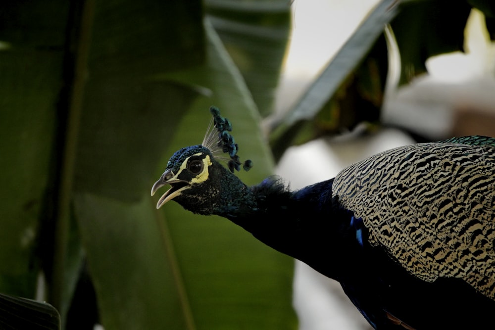 a close up of a peacock near a plant