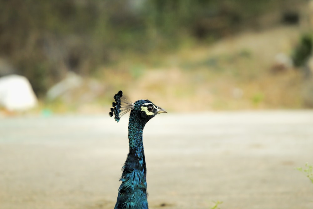 a peacock standing on the side of a road