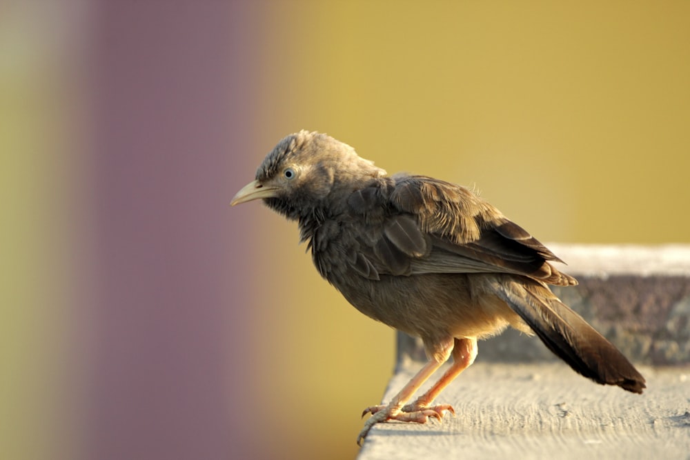 a small bird sitting on top of a wooden table