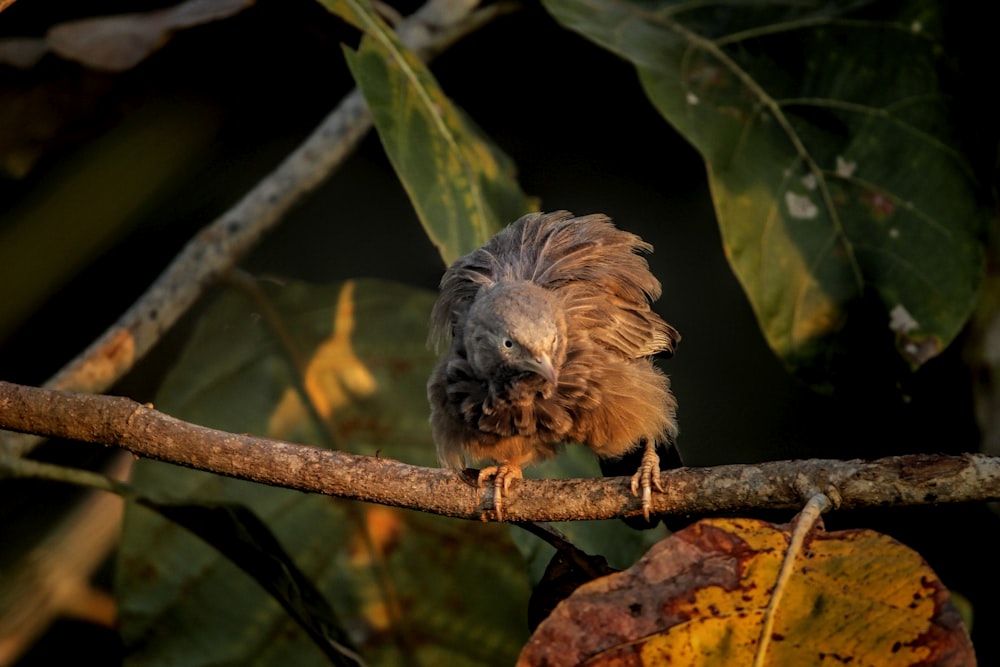 a small bird perched on a tree branch