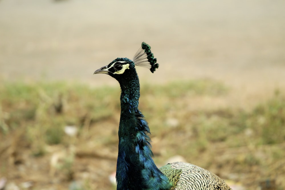 a peacock standing on top of a dry grass field