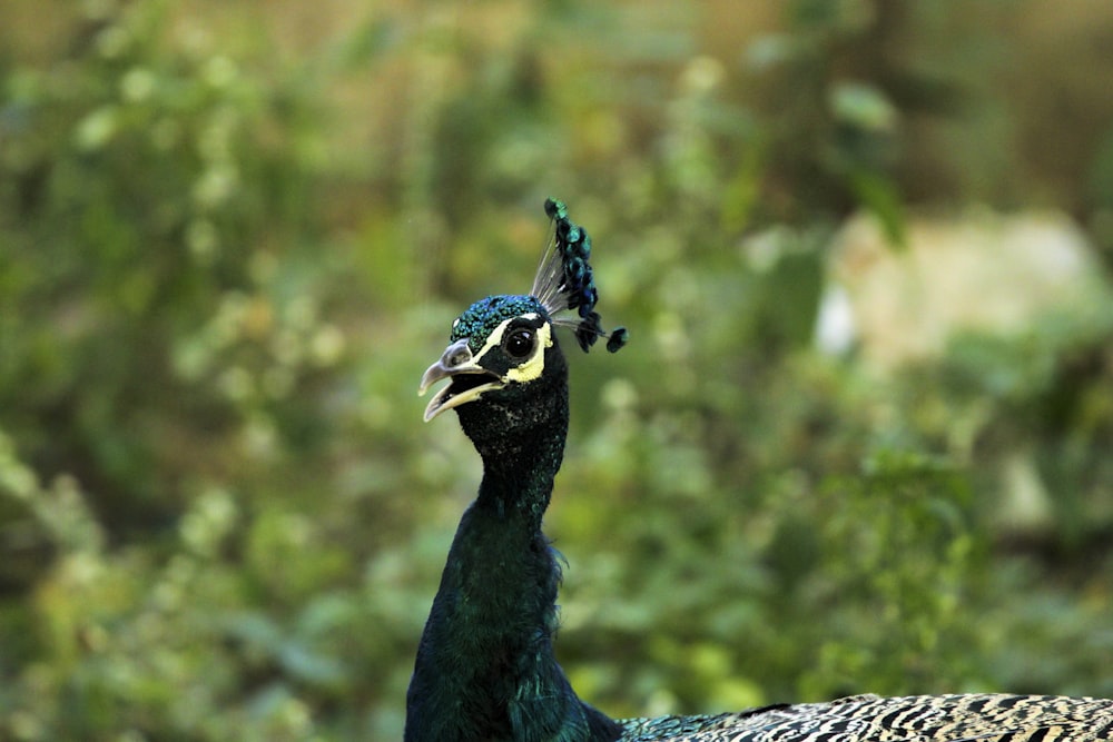 a close up of a peacock with a blurry background