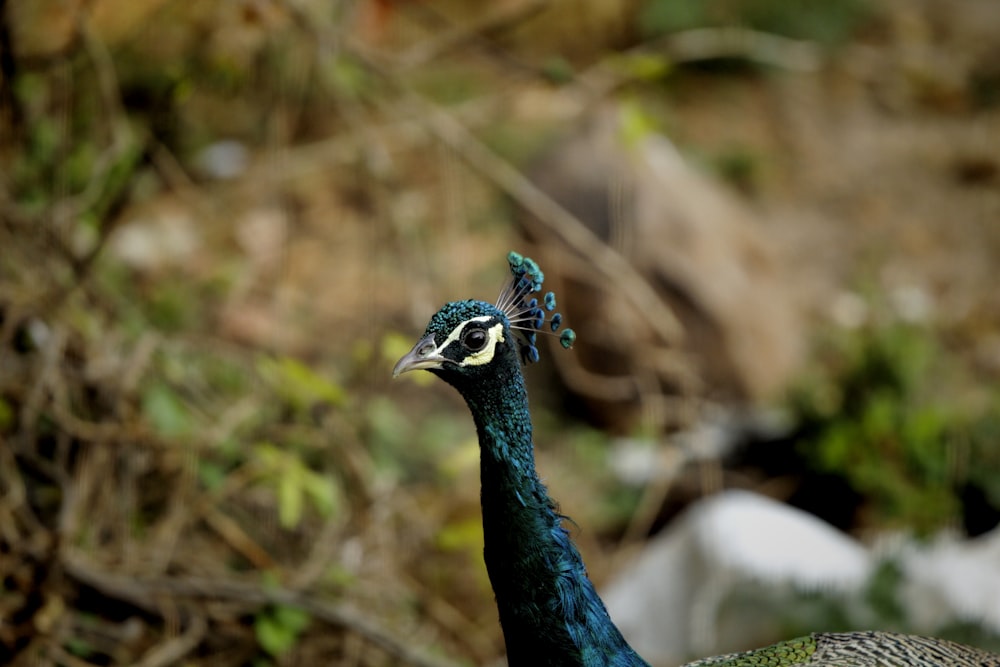 a peacock is standing in the grass