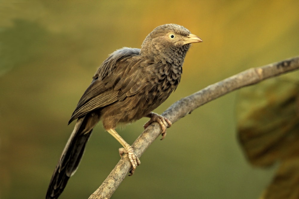 a bird sitting on a branch with a blurry background