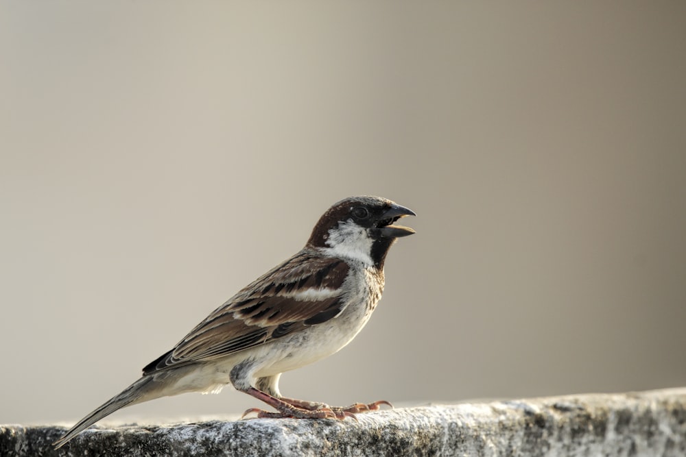 a small bird sitting on top of a cement wall