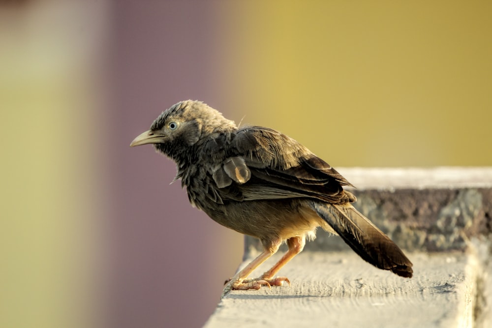 a small bird sitting on top of a ledge