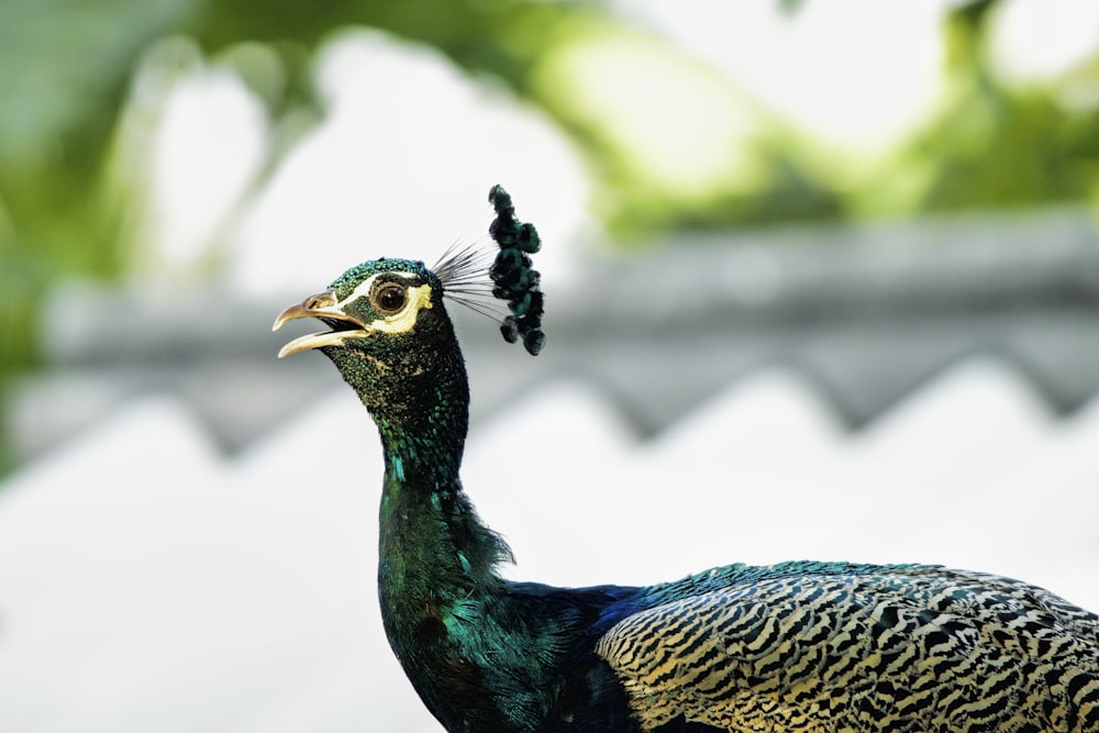 a peacock standing in front of a tree