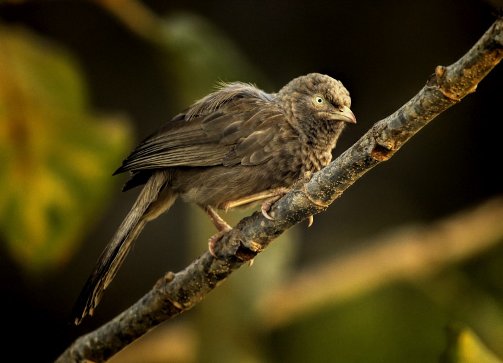 a small bird perched on a tree branch