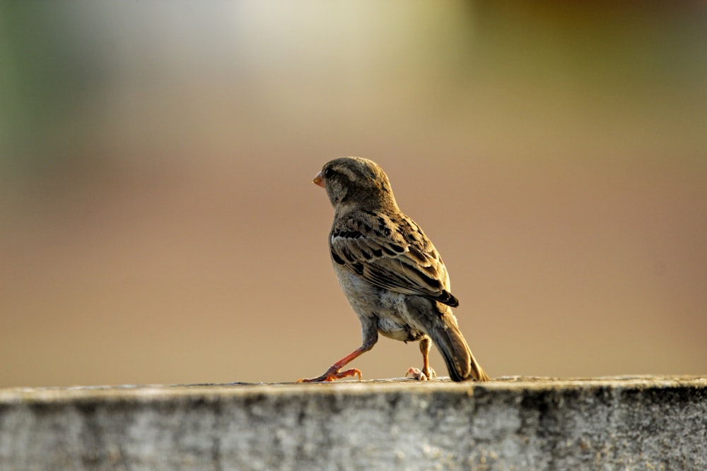 a small bird standing on top of a cement wall