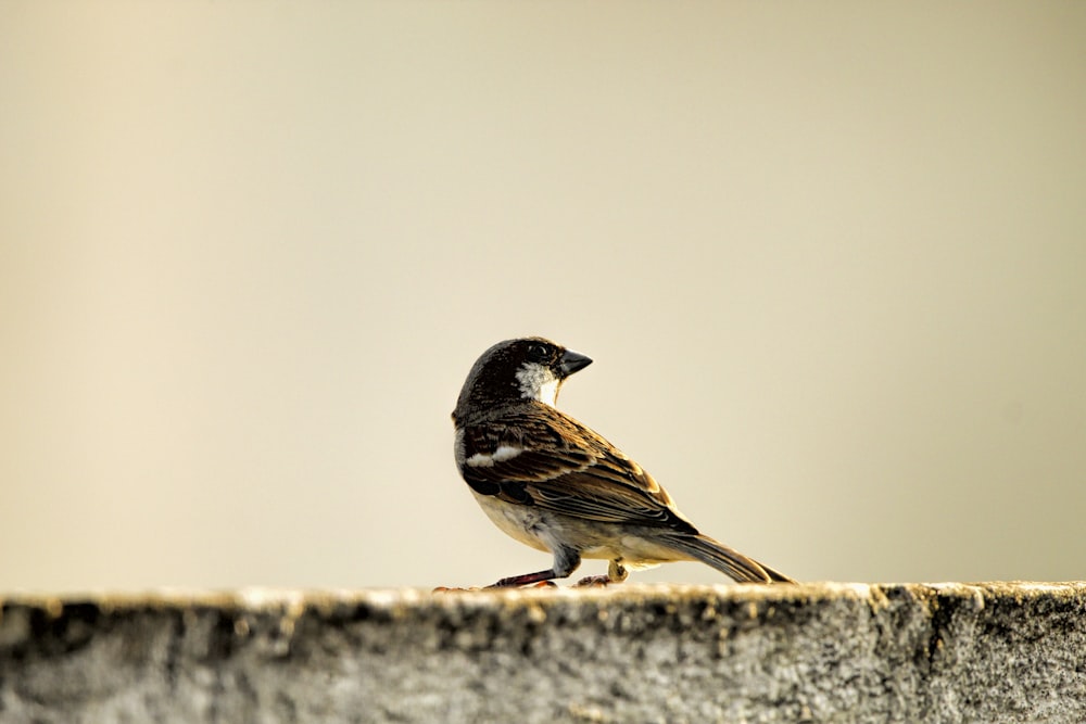 a small bird sitting on top of a stone wall