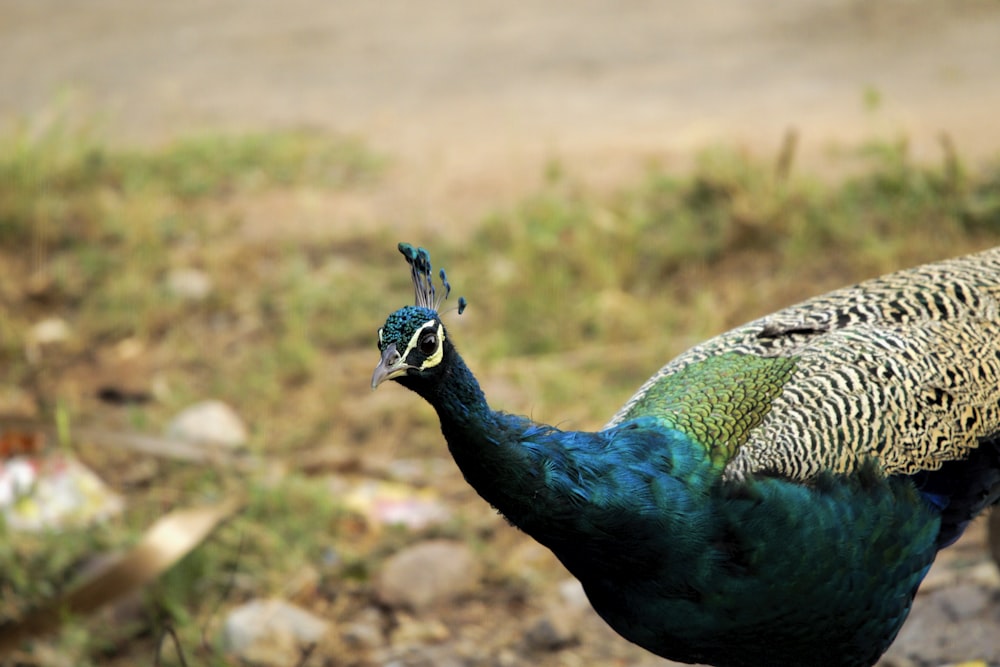 a peacock standing on top of a dirt field