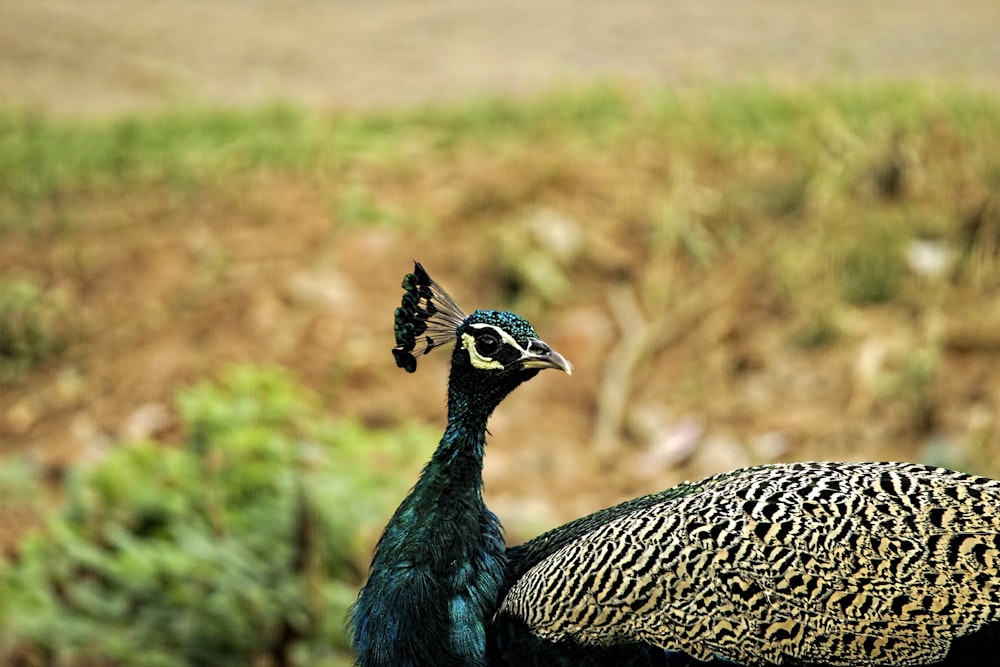 a peacock standing in a field next to a grass covered field