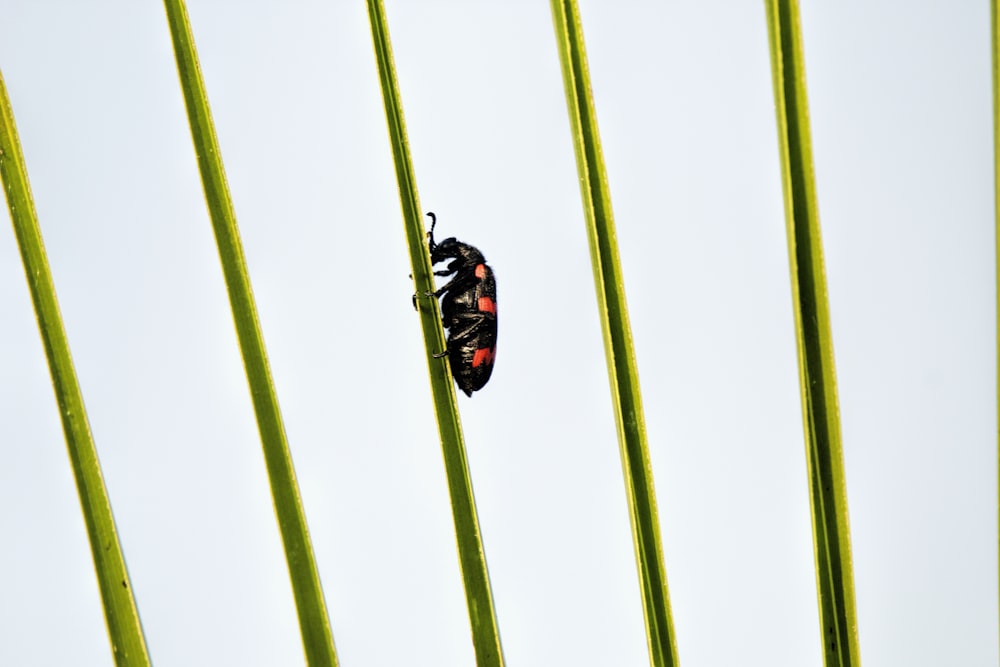 a bug crawling on a green plant stem