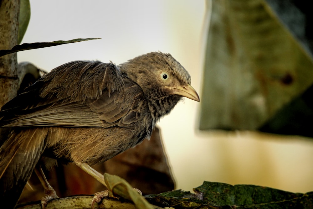 a bird sitting on top of a tree branch