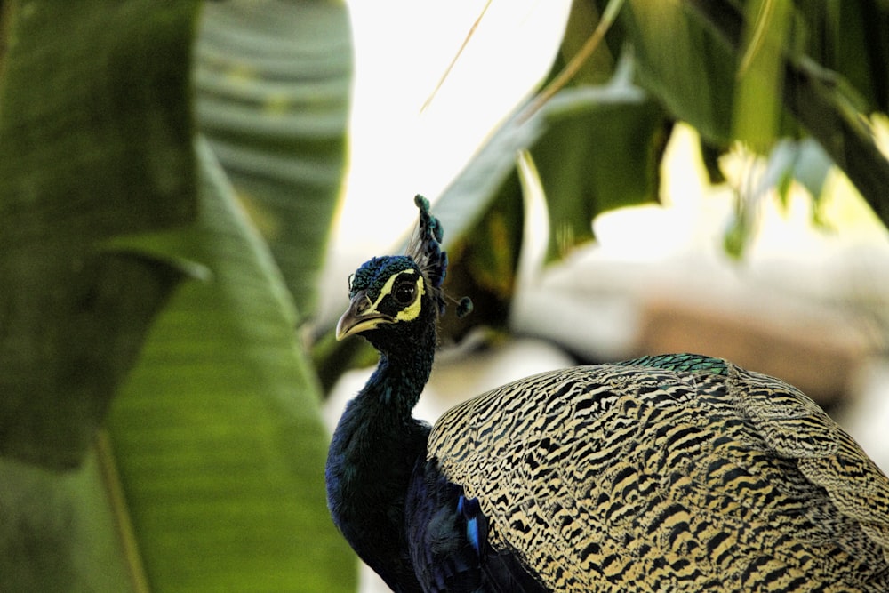 a peacock standing on top of a lush green plant